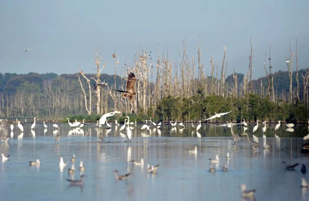 Mehrer Vögel sitzen auf einem Fluss oder fliegen gerade los , Moor im Hintergrund