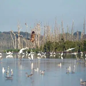 Mehrer Vögel sitzen auf einem Fluss oder fliegen gerade los , Moor im Hintergrund