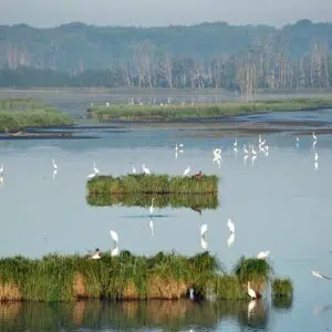 Niedermoor mit einer Insel mitten im Fluss, Vögel sitzen auf dem Wasser