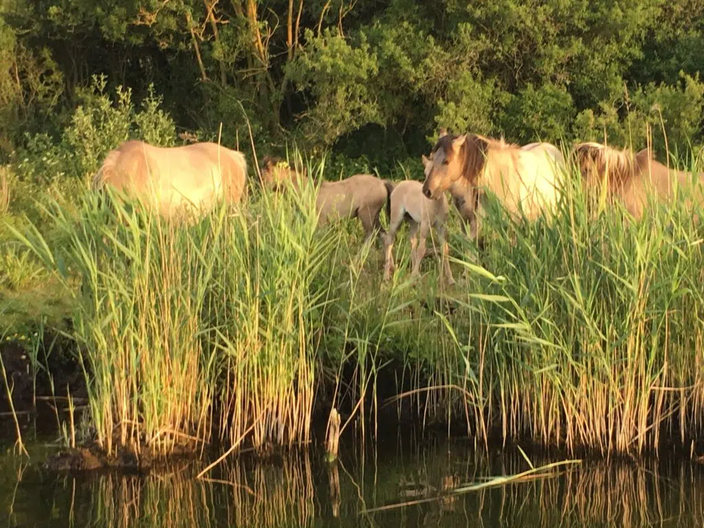 Wildpferde stehen an einem Fluss und gucken in die Gegend