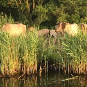 Wildpferde stehen an einem Fluss und gucken in die Gegend