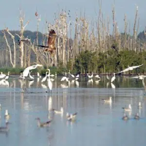 Viele größere und kleinere Vögel bei einem Moor beim Kummerower See