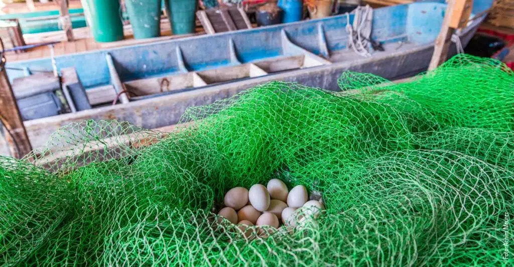 Ein paar Eier in einem grünen Netz