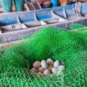 Ein paar Eier in einem grünen Netz
