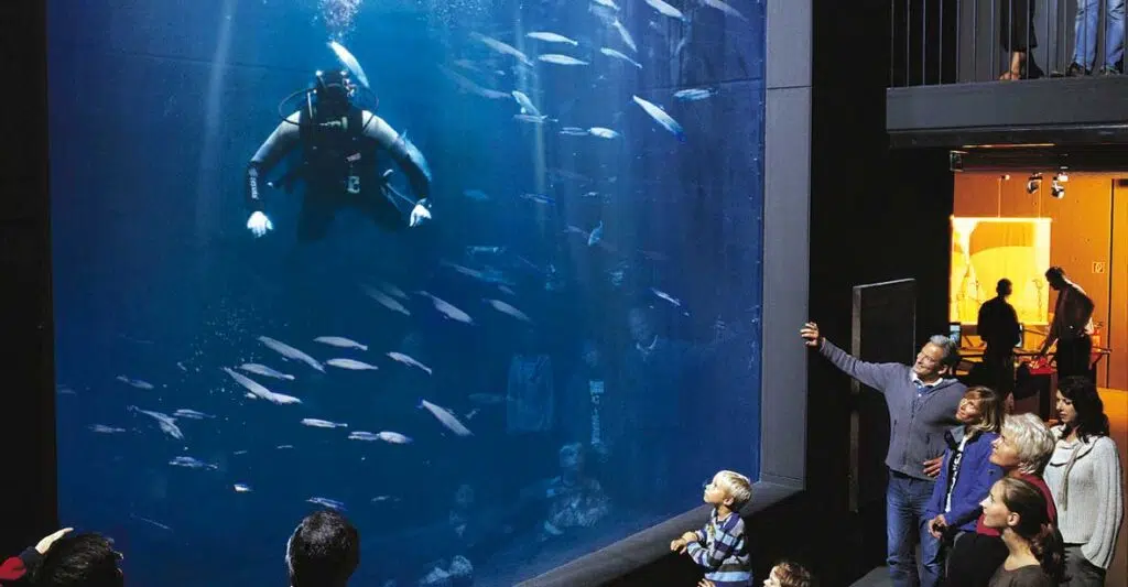 Ein Taucher in einem Aquarium im Müritzeum in Waren